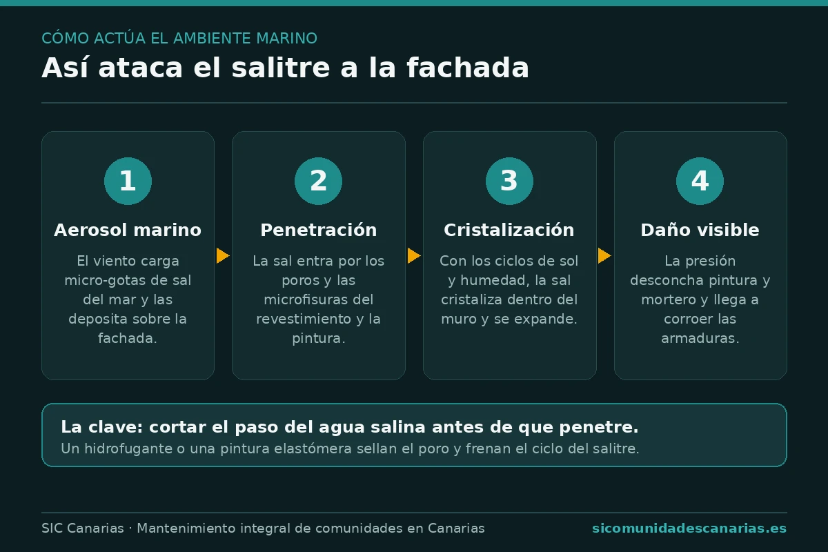 Infografía que explica cómo el salitre marino ataca la fachada en Canarias: aerosol marino, penetración por los poros, cristalización de la sal y daño en pintura, mortero y armaduras